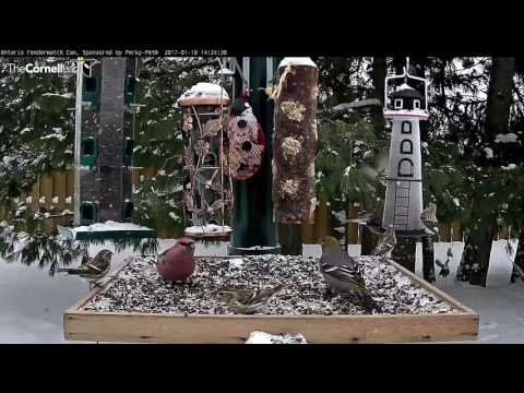Redpolls Dance Around Pine Grosbeaks - Jan. 10, 2017