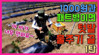텃밭 가뭄을 이겨내는 기발한 방법 첫번째 개당 천원과 페트병으로 점적관수를 해봤어요