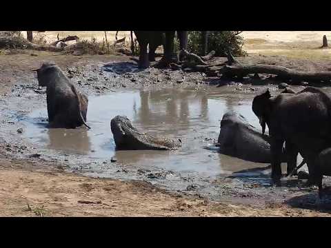 Djuma: Big Elephant herd comes for a drink and muddy good time  - 09:24 - 10/20/19