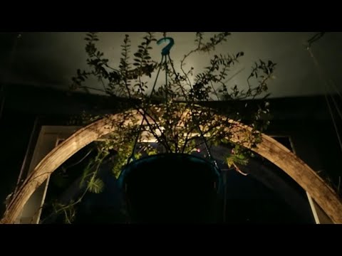 My beautiful plants with lighting.