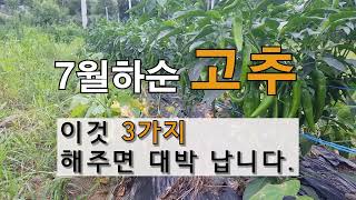 7월 하순 고추 이것 3가지 해주면 대박 납니다. # 주말농장 고추 가꾸기.