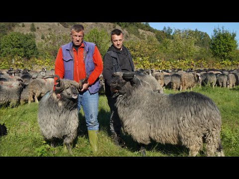 40 DANA SAM IZDRŽAO U ŠVICARSKOJ  VRATIO SE SVOJIM OVCAMA