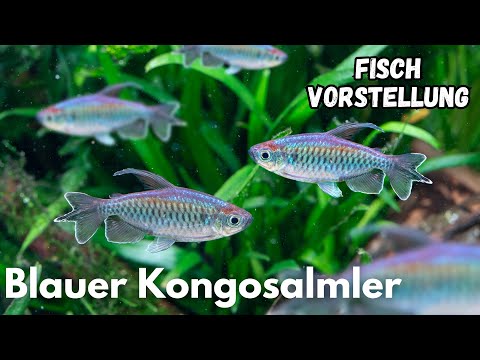 Blue Congo Tetra (Phenacogrammus interruptus) | Liquid Nature Fish Introduction