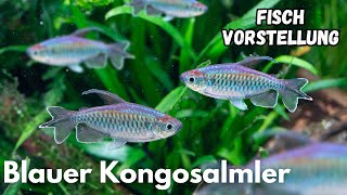 Blauer Kongosalmler (Phenacogrammus interruptus) | Liquid Nature Fisch Vorstellung