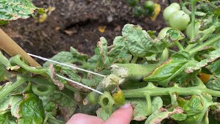 Storm Damage | Tomato Harvest | EverCrest