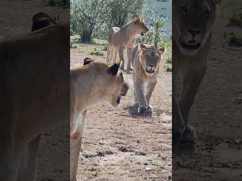 The Big cats in African Savanna Lions in Maasai Mara Kenya