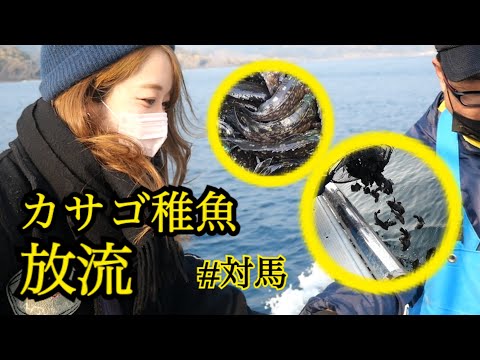 国際社会学科 【島暮らし】対馬の漁業🐟カサゴの稚魚放流に密着！✨