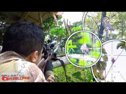 Hunting Tekukur pagi hari Bonus Koak