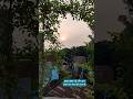 Flower S Blooming In My Terrece Garden Song Nature Explore Youtubeshorts Viral Sunrise