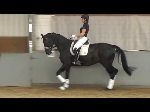 Weidenhof-Verkaufspferd: "DON MATTEO" 4j.Rappwallach v. Don Index, Hannoveraner