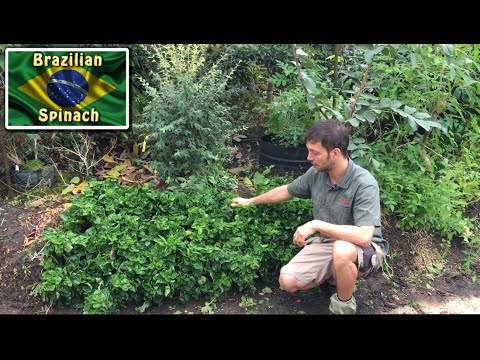 download lagu mp3 mp4 Brazilian Spinach, download lagu Brazilian Spinach gratis, unduh video klip Brazilian Spinach