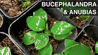 Anubias and Bucephalandra Emersed Propagation | 2 Week Expectations