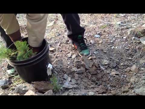 YAMADORI WEST | Collect California Western Cedar | BONSAI HUNTERS  #bonsai #yamadori #bonsai