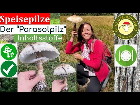 Der Riesenschirmling "Parasol Pilz" - Speisepilze erkennen - Pilzwissen  Sept 2022