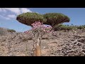 Socotra, Yemen  [Amazing Places 4K]
