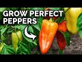 My Pepper Growing Secrets For Huge Harvests