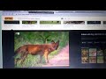 Finding Nemo NatureRules1 Remake Part 20 Southern Dhole Speaks Blue Whale