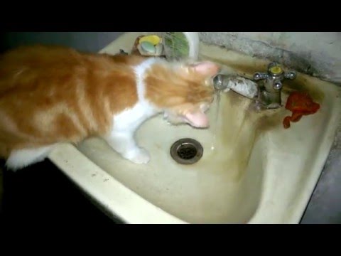 FUNNY CAT 2015 - DALVO ALCANTARA