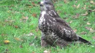 preview picture of video 'Buizerd - Buzzard HD 720p'