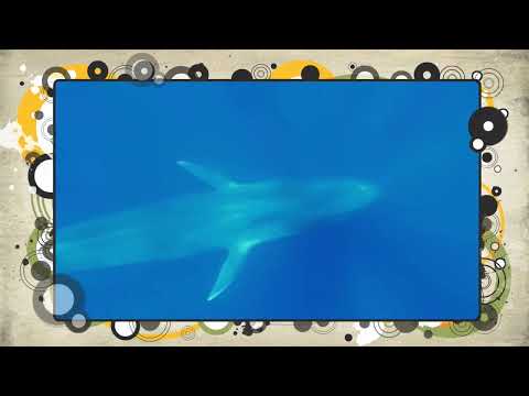 FIREBIRD FREE SYNTH -TANGERINE DREAM -WHALE SONG PART2- COVER