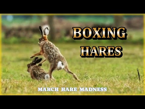 BOXING HARES - March Hare Madness