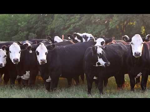 download lagu mp3 mp4 Black Baldy, download lagu Black Baldy gratis, unduh video klip Black Baldy