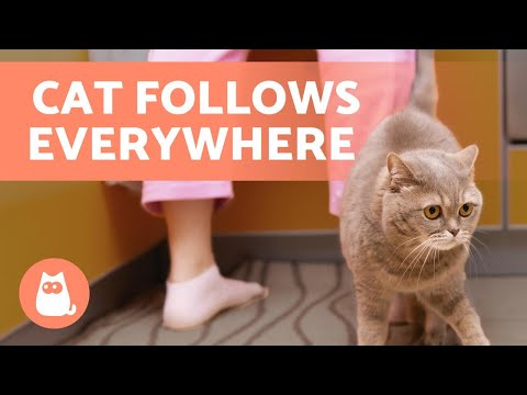 Why Does MY CAT FOLLOW ME Everywhere? 🐱🐾 6 REASONS