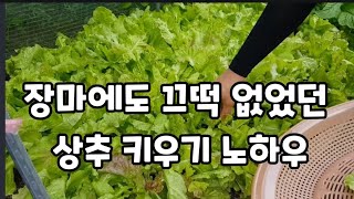 장마 태풍에도 상추를 계속 먹으려면 이 벙법밖에 없습니다! #상추재배 #상추키우기 #상추파종 #상추하우스재배