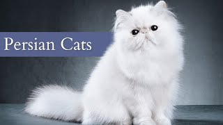 How to Tell Persian CATS Apart