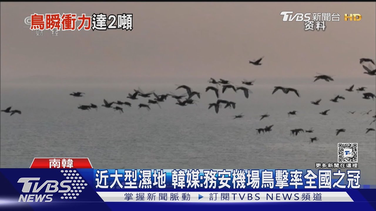 務安機場緊鄰濕地　研究：1隻麻雀撞時速400公里飛機　爆2噸衝擊力