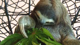 Costa Rica Experience, January 2016, NOW SUBTITLED!!