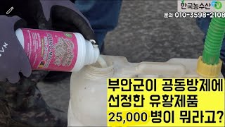전북 부안군이 공동방제에 선정한 유황…