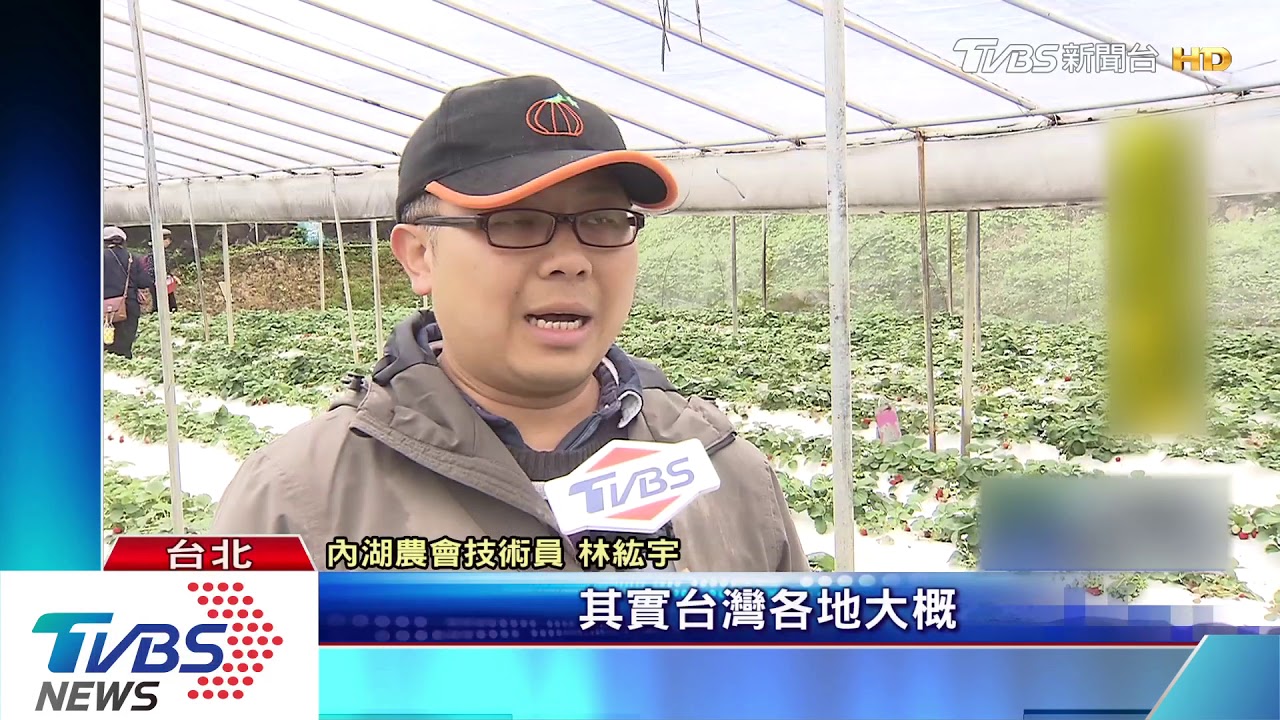 內湖採草莓不畏雨! 民眾:採大顆才夠滿足
