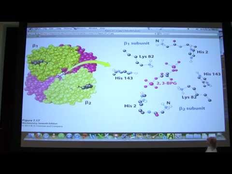 #08 Biochemistry Hemoglobin Lecture for Kevin Ahern's BB 450/550