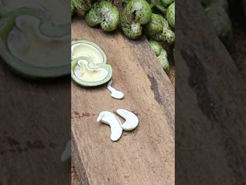 how to cut raw cashew nuts😃#shorts  #cashewnuts #dryfruits #cashewnut #cashewkernels