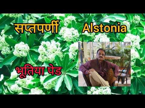 Alstonia Tree, सप्तपर्णी, Benefits and uses, Meditional values, Care tips and tricks.