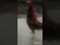 Chiken Sex Shorts Vidioviral Animalsex Freesex