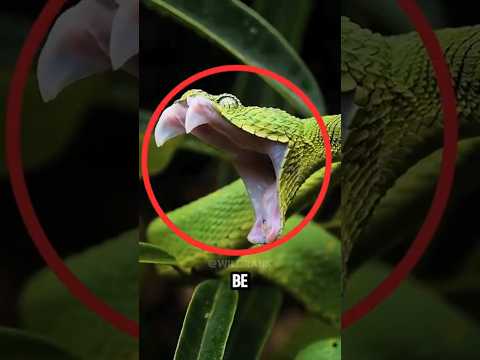 “Top 5 Reptiles You Should NEVER Touch #animals #reptiles #shorts