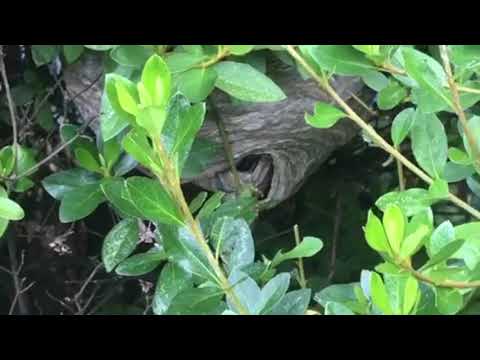 Dangerous Bald Faced Hornets Nest Close to Front Door in Freehold, NJ