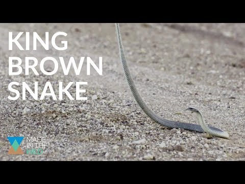 Australia's Largest Venomous Snake: The King Brown
