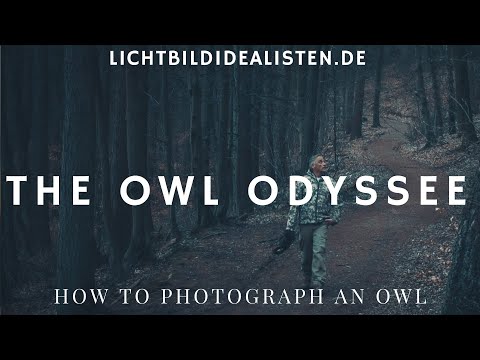 Eulen finden und fotografieren - The Owl Odyssee