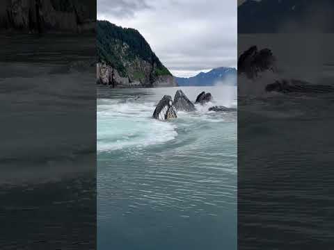 Un incroyable groupe de baleines salue les bateaux