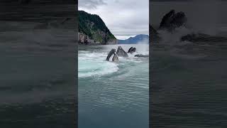 Un incroyable groupe de baleines salue les bateaux