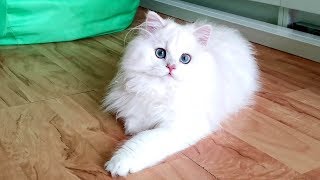 Красотка Iriska|Британская длинношерстная кошка |Серебристая шиншилла с голубыми глазами| 6 месяцев