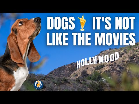 How Hollywood Made Life Tough For Dogs #3