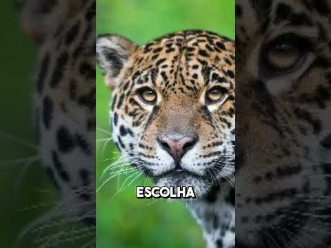 Vídeo: Nota 5 reais animal: qual é? perguntas e respostas