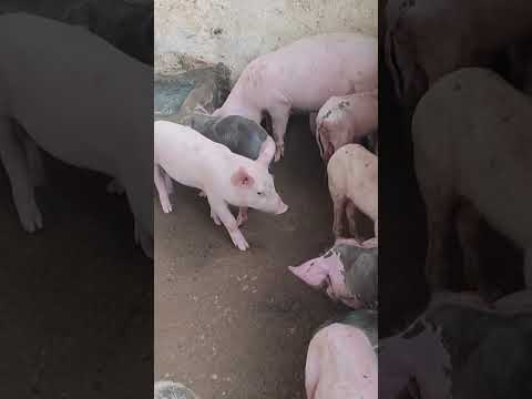 porcos a venda região de palmeira dos índios Alagoas