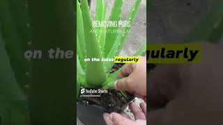 Download lagu Grow Aloe vera Faster mp3