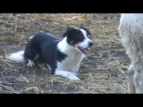 Asics herding 27/01/2011 Sacile