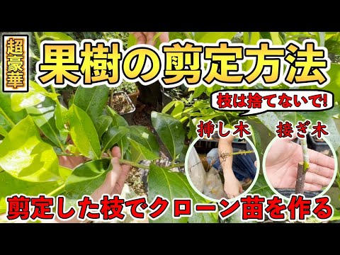  2022年の月の果樹の剪定について知っておくべきことは何ですか?剪定について知っておくべきヒント  庭園